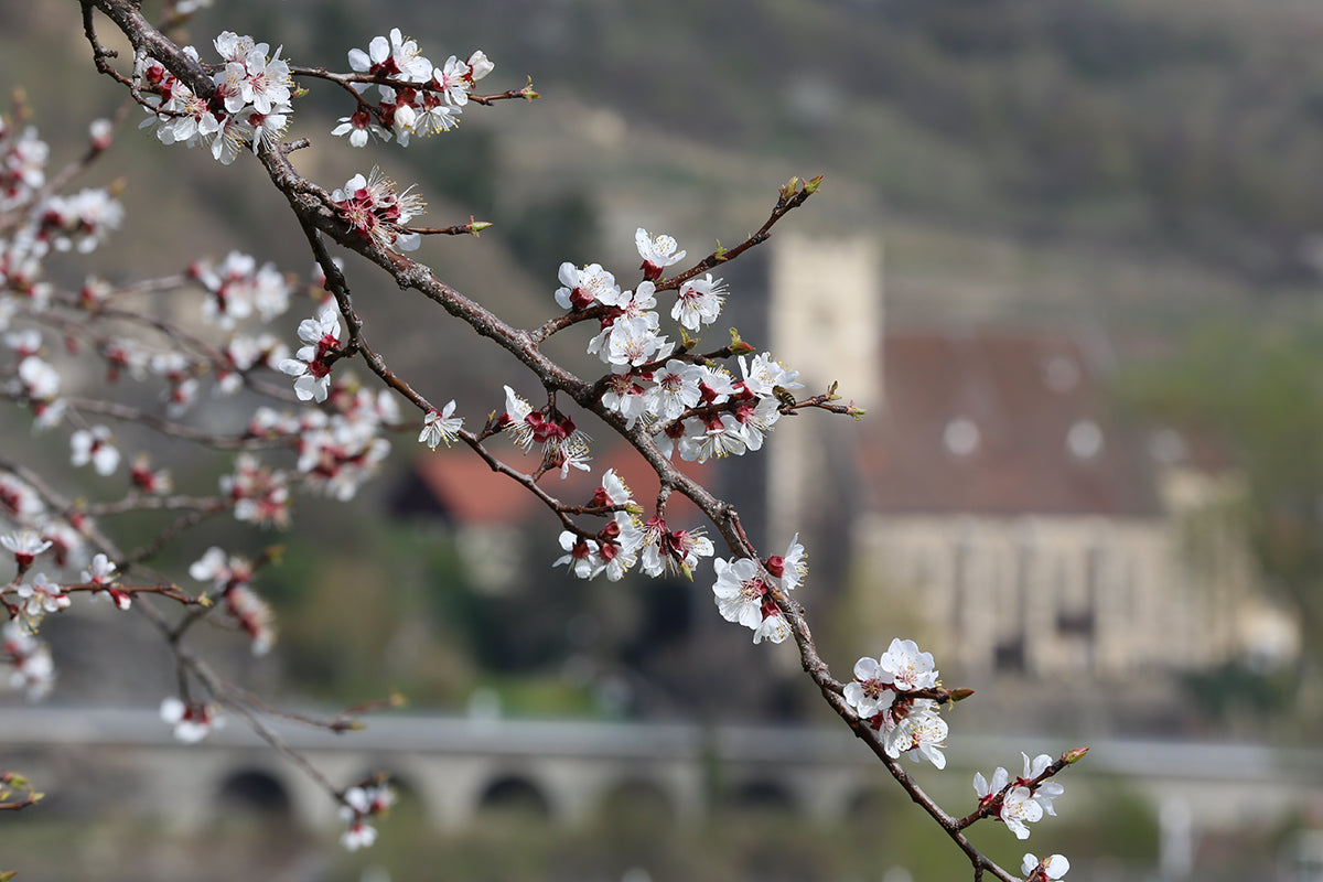 Josef Salomon - Marillenblüte St. Michael