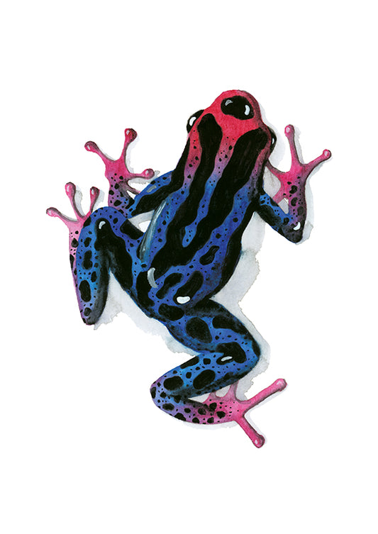 Evelyn Strehlow - Pfeilgiftfrosch