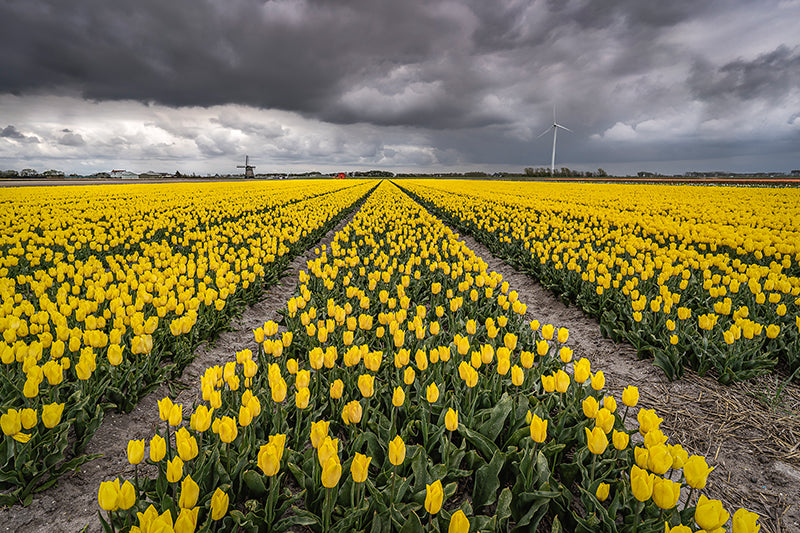 Sonja Ivancsics - HollandTulips