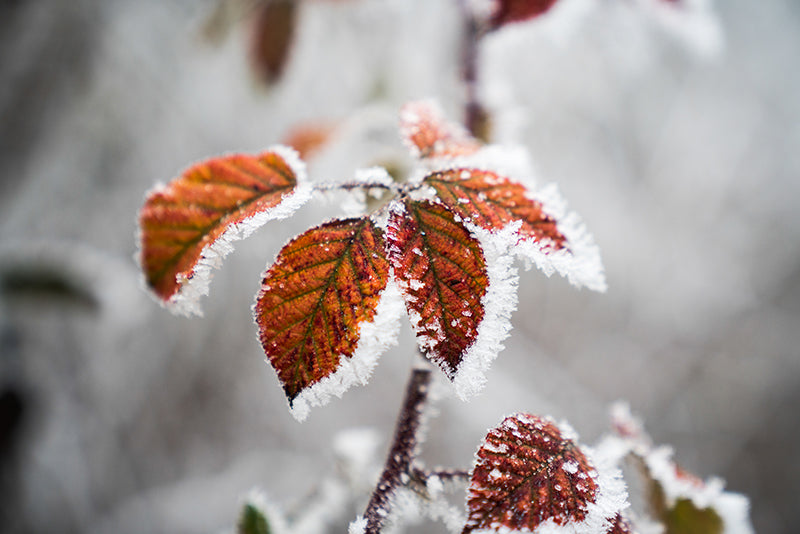 Birgit Machtinger - Blätter mit Eiskristallen