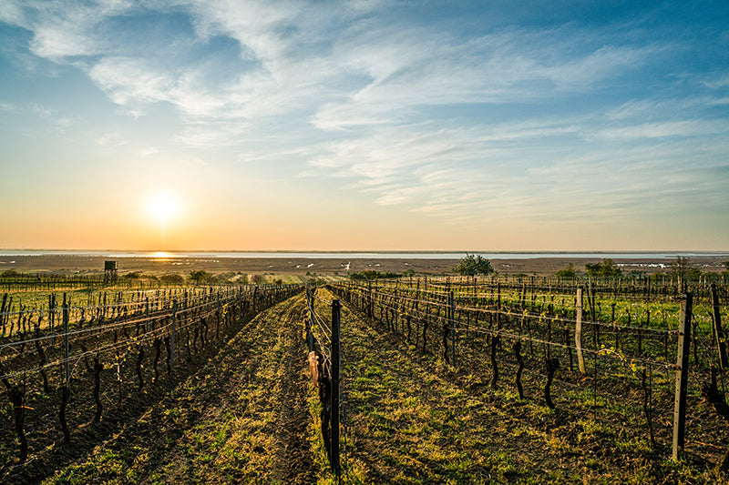Birgit Machtinger - Rebstöcke im Frühling