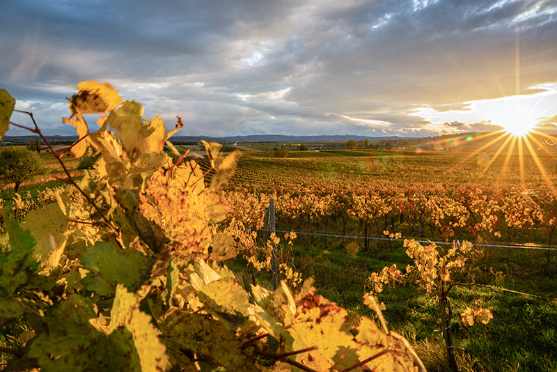 Birgit Machtinger - Rebstöcke im Herbst