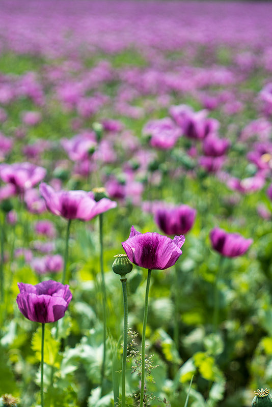 Birgit Machtinger - Mohnblumenfeld