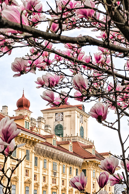 Birgit Machtinger - Schloss Esterházy mit Magnolien