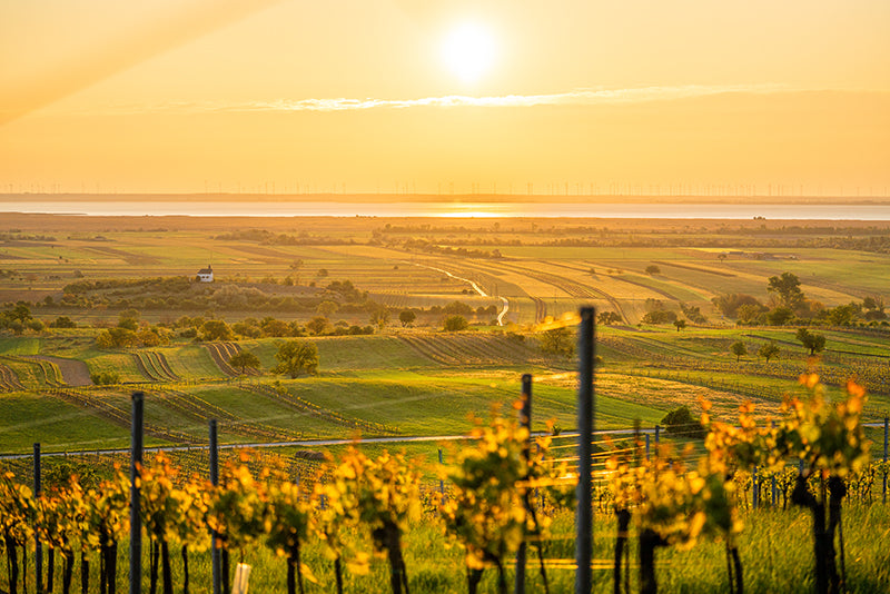 Birgit Machtinger - Felder im Burgenland