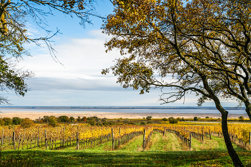 Birgit Machtinger - Rebstöcke am Neusiedler See