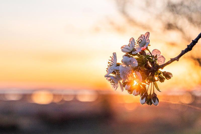 Birgit Machtinger - Kirschbaumblüte