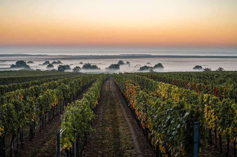 Birgit Machtinger - Rebstöcke mit Sonnenaufgang