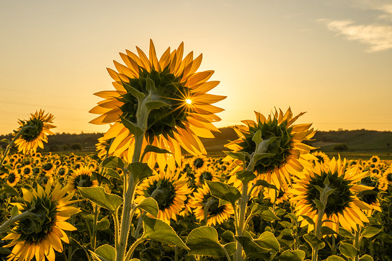 Birgit Machtinger - Sonnenblumen
