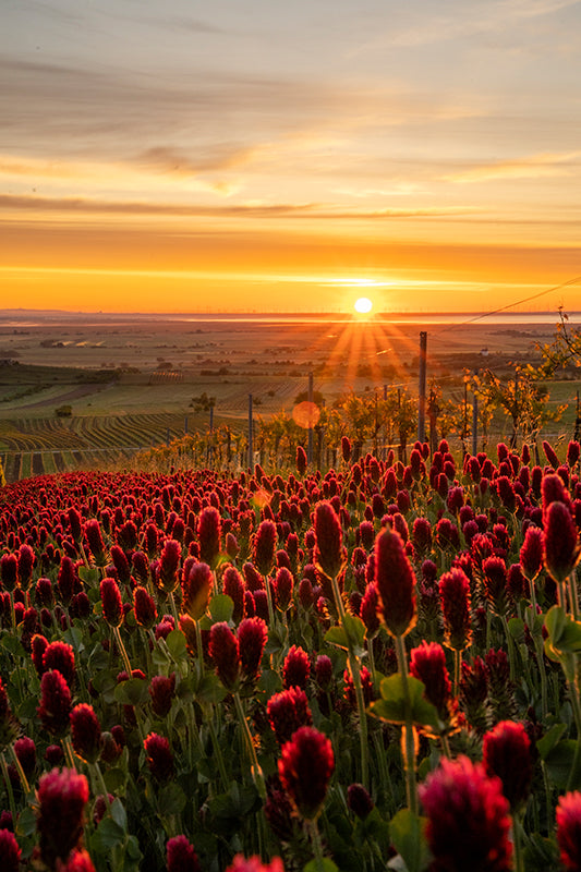 Birgit Machtinger - Rotes Blumenfeld
