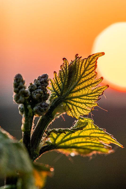 Birgit Machtinger - Junger Blütenstand der Trauben am Rebstock