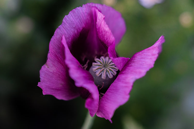 Birgit Machtinger - Mohnblume
