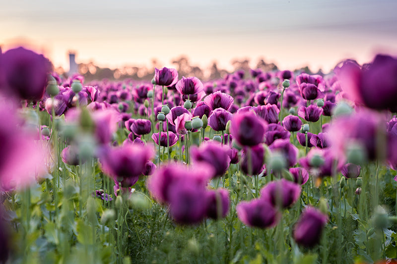 Birgit Machtinger - Mohnblumenfeld