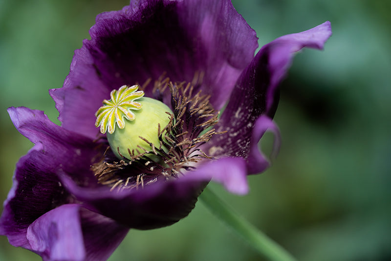 Birgit Machtinger - Mohnblume