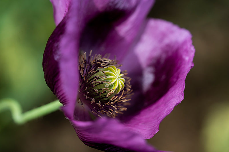 Birgit Machtinger - Mohnblume