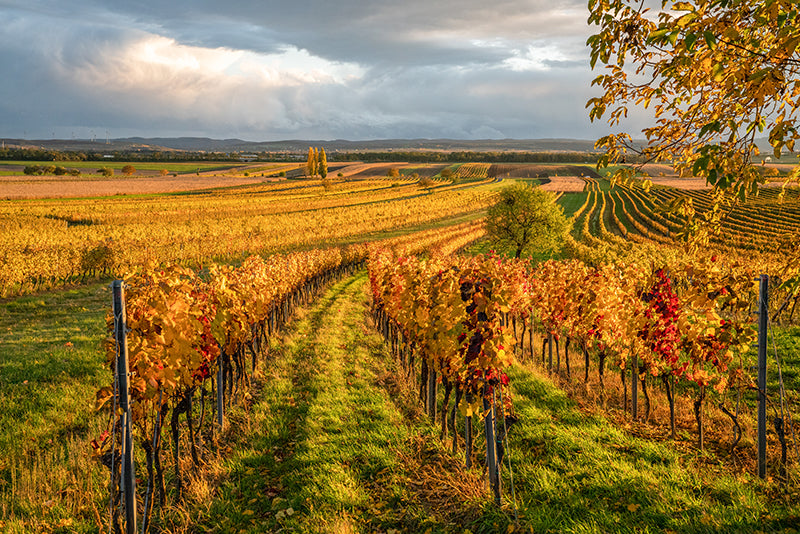 Birgit Machtinger - Rebstöcke im Herbst