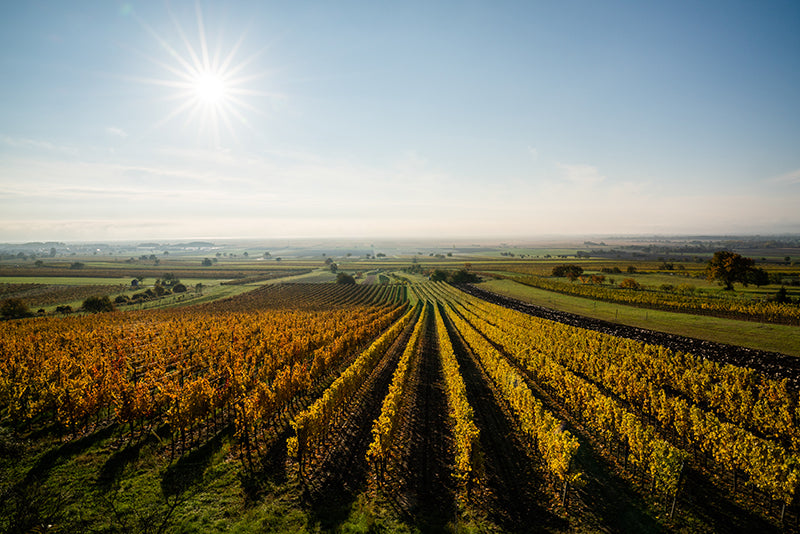 Birgit Machtinger - Rebstöcke und Felder