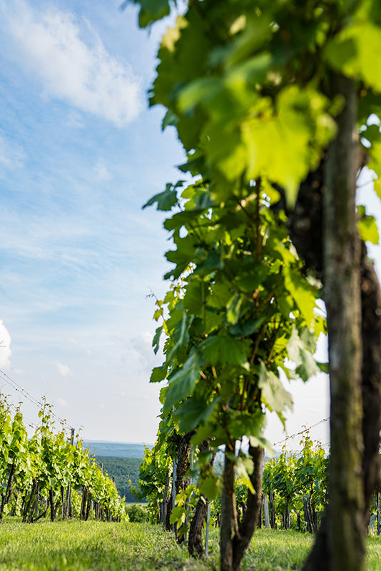 Birgit Machtinger - Rebstöcke in Eisenberg