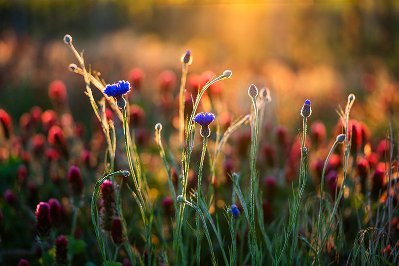Birgit Machtinger - Sommerblumen