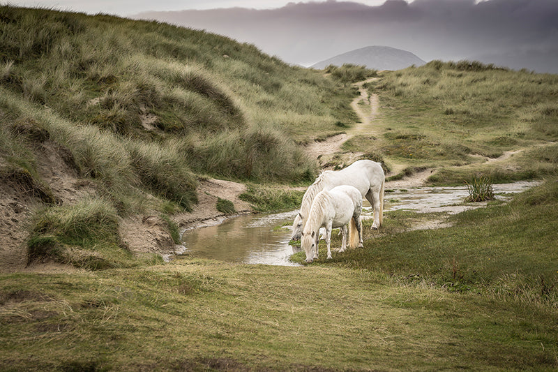 Sonja Ivancsics - ScotlandHorses