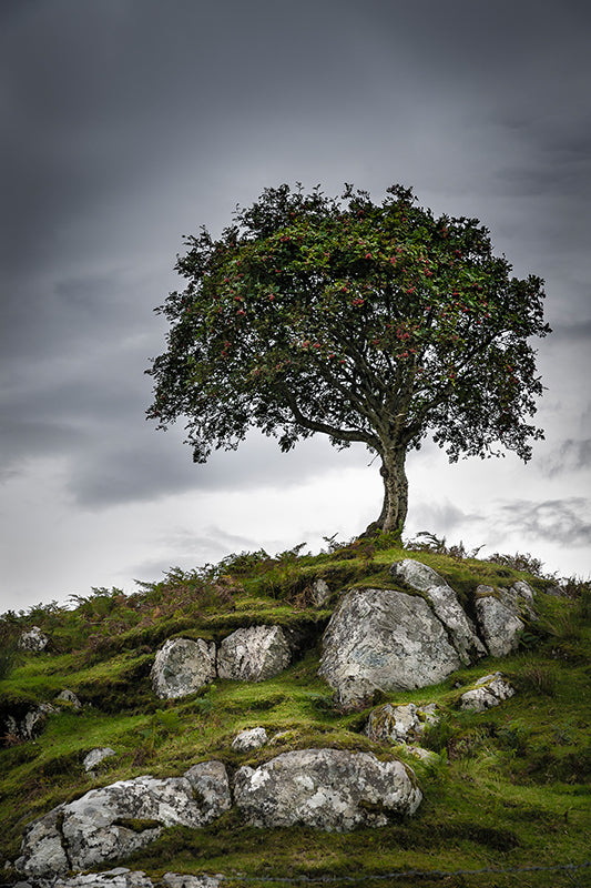 Sonja Ivancsics - ScotlandTree