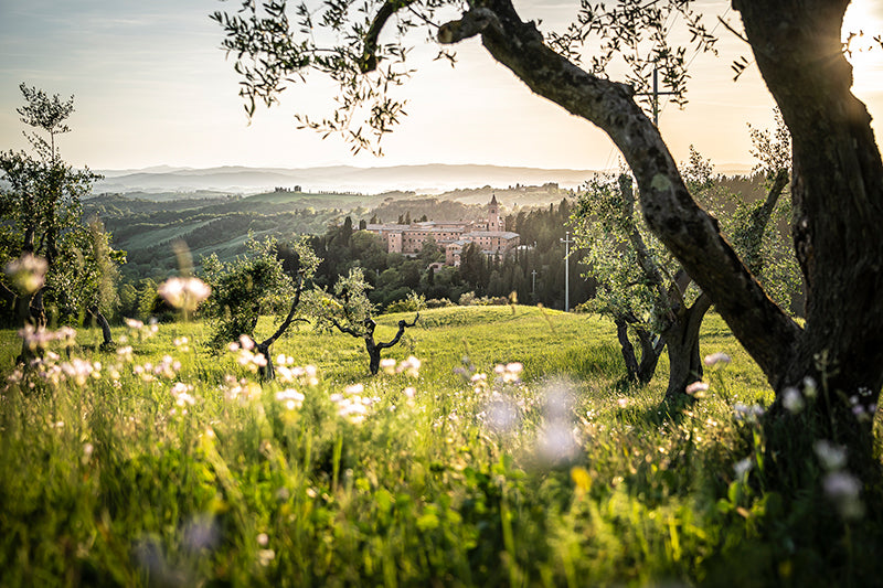 Sonja Ivancsics - TuscanyAbbey