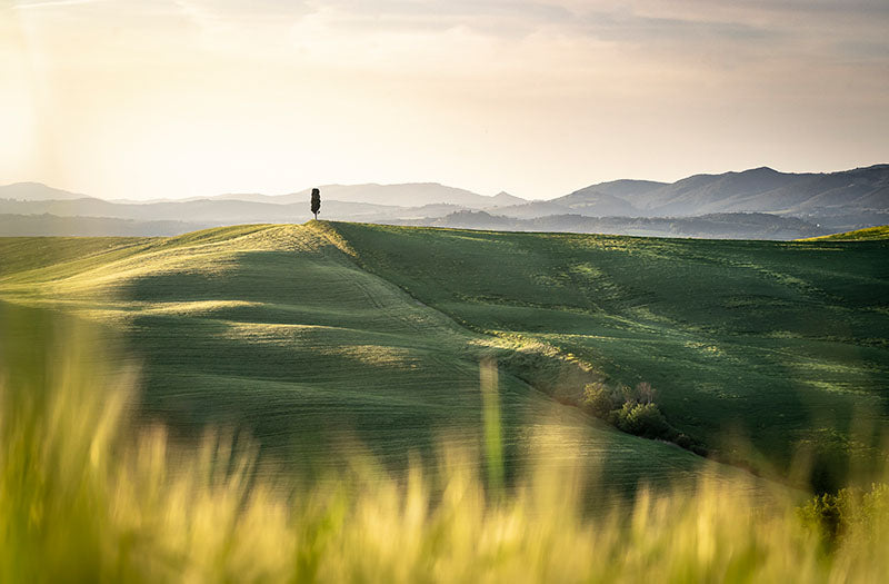 Sonja Ivancsics - TuscanyTree