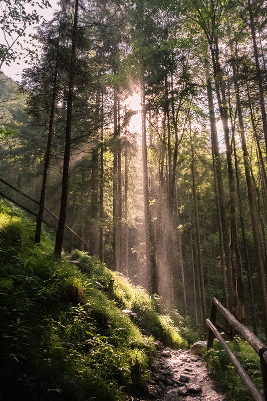 Sead Dedic - Lichtstrahlen im Wald