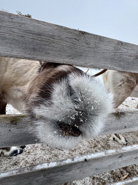 Fluffy reindeer kiss – Ariane Kabengi