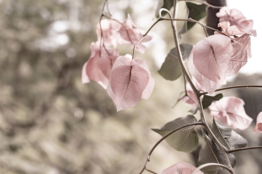 Gentleness – Ariane Kabengi