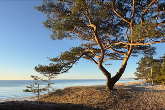 Rooted in magnificence – Ariane Kabengi