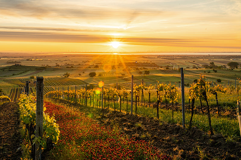 Birgit Machtinger - Rebstöcke mit Sonnenuntergang