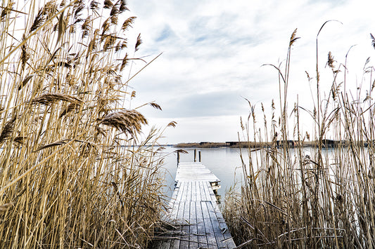 Birgit Machtinger - Schilf am Neusiedlersee