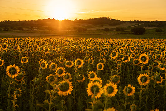 Birgit Machtinger - Sonnenblumenfeld mit Sonnenuntergang