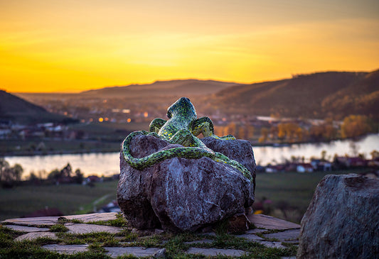 Christopher Kropat - Smaragdeidechse - Wachau